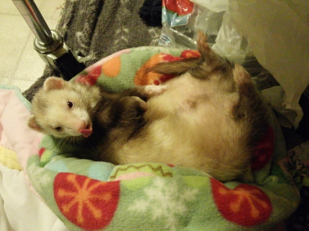 Evander in Cuddle cuo