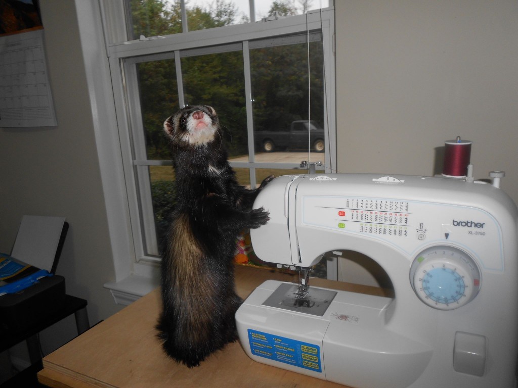 Morgan's Boomer is a true Crafty Weasel!